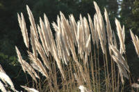 Pampas grass with winter sunshine through the seedheads.