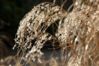 Unknown ornamental grass being lit from the low winter sunshine.