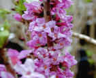 Daphne - and early pink flower