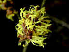 Witch Hazels for yellow flowers in middle of winter