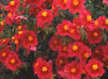 Deep red flowers of Helianthemum Ben Ledi - the rock rose