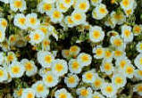 Helianthemum The Bride - cream white flowers