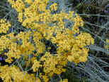 The silver foliage of the Curry Plant is ideal for the yellow flower