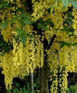 Laburnum vossii - Golden Rain Tree