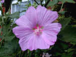Lavatera Flowers are normally pink