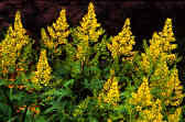 Ligularia yellow flowers for the bog garden