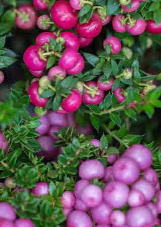 Gaultheria rosea berries - Pernettya mucronata