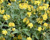 Phlomis fruiticosa well suited to dry conditions