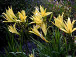 Day Lily with yellow flowers