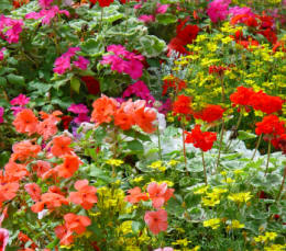A selection of Summer Bedding plants