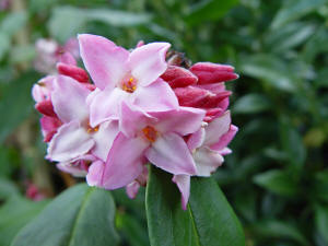 Daphne bholua flower close up.