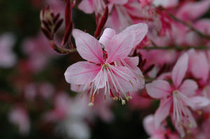 Gaura lindheimeri Pink Flower cose up