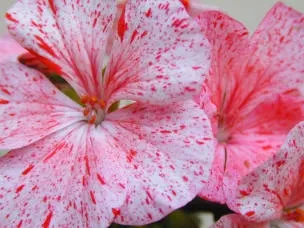 One of a range of geraniums - pelargoniums that can be kept from year to year