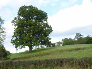 English Oak Quercus robur