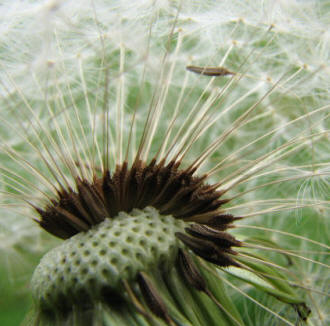 Dandelion seed head