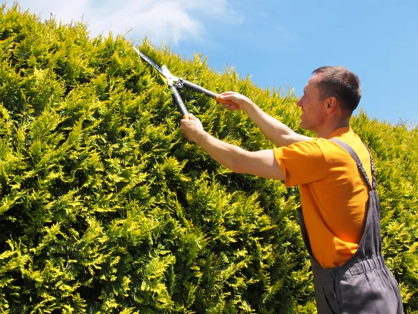 Man Gardener trimming hedge with garden shears
