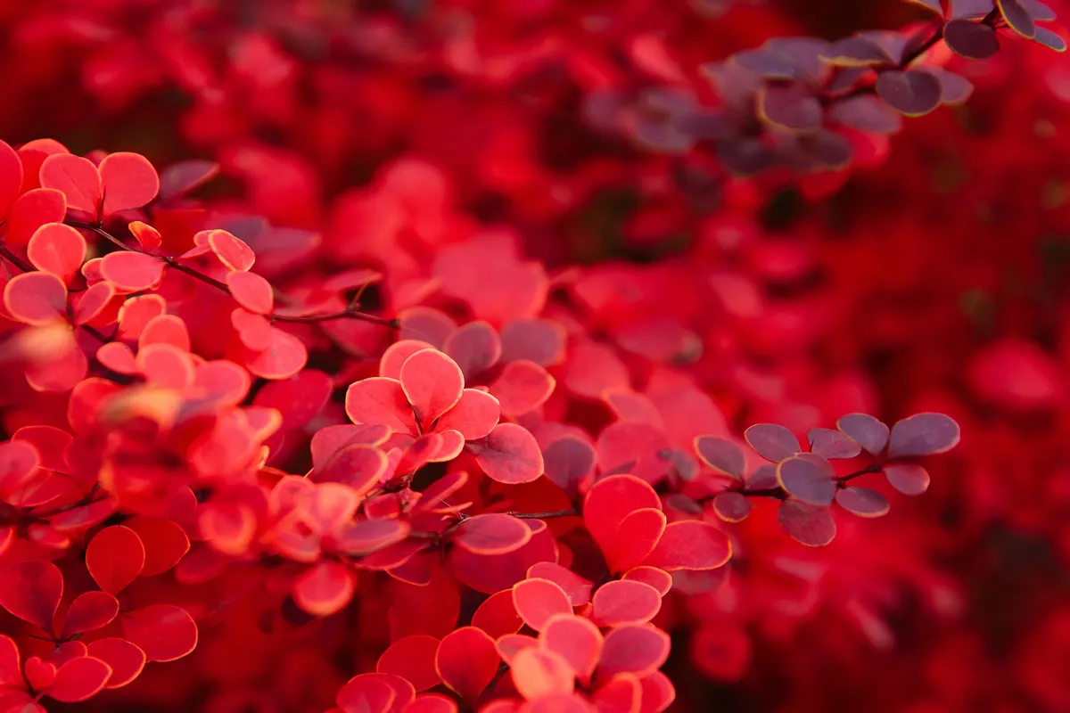 red leaves of Berberis thunbergii erecta in autumn