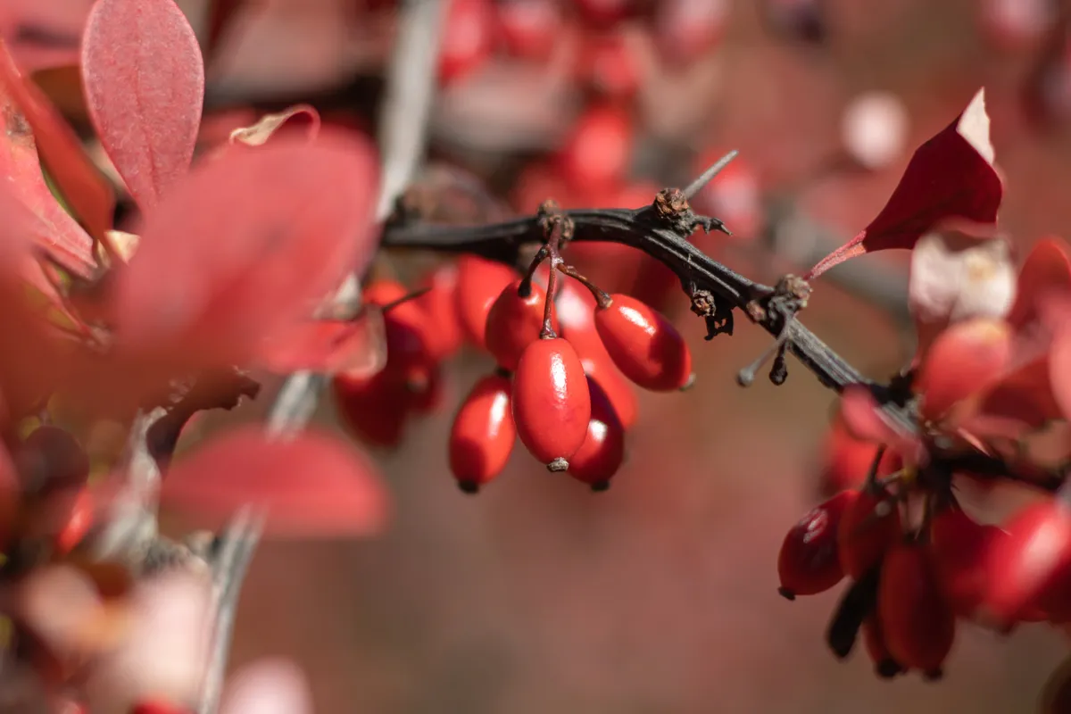 Bunches of ripe red berry barberry in autumn garden. Thunberg berberis fruits bitter in taste and inedible. Ornamental plant used in hedges and border plants. Acidic spice. Alternative medicine.
