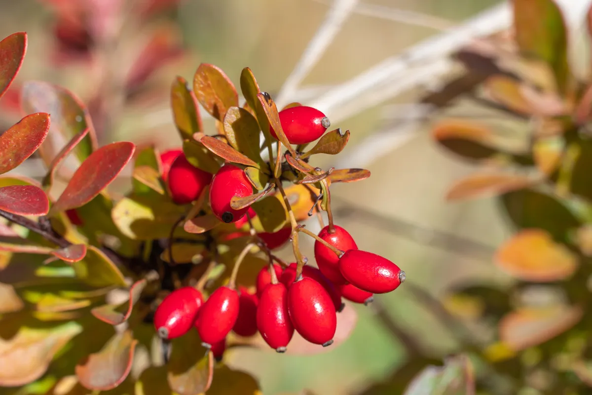 Bunches of ripe red berry barberry in autumn garden. Thunberg berberis fruits bitter in taste and inedible. Ornamental plant used in hedges and border plants. Acidic spice. Alternative medicine.