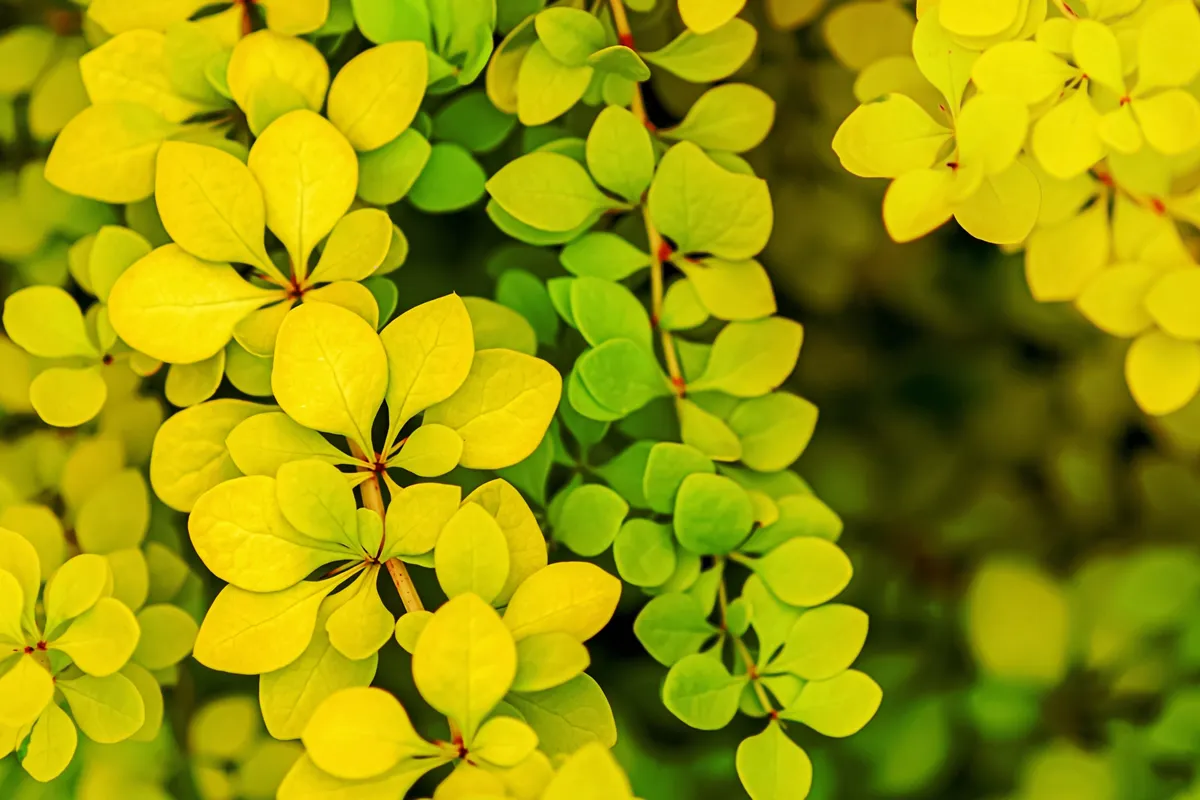 Golden Japanese barberry yellow green leaves, Berberis thunbergii Aurea foliage background