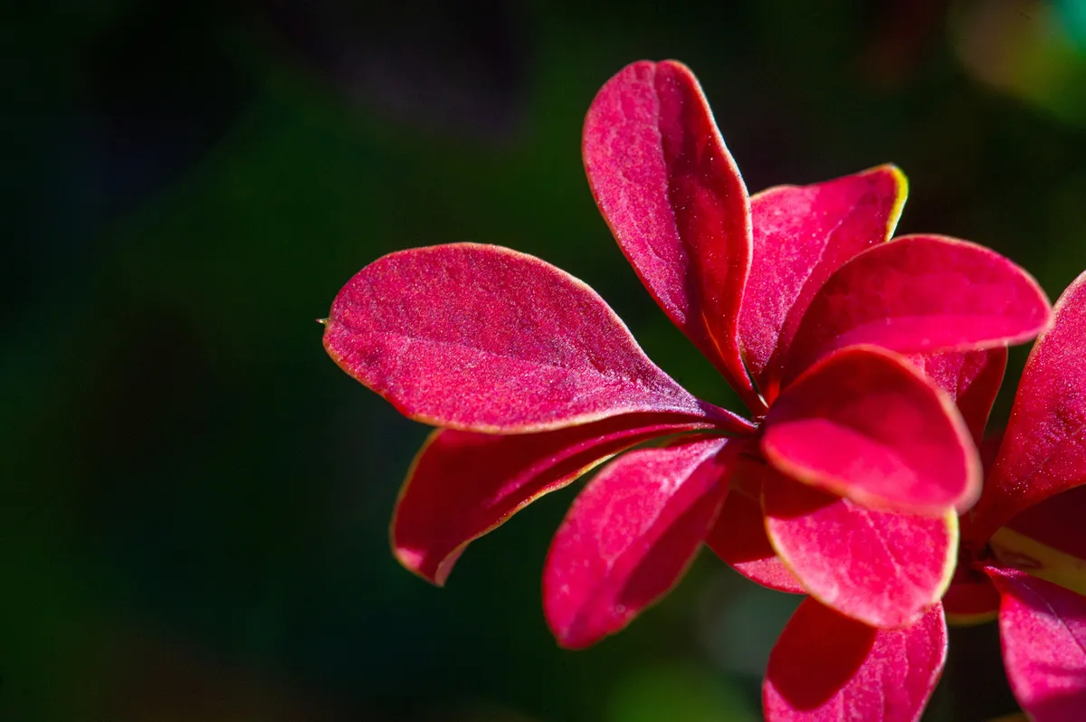 Decorative barberry. Adds vibrant color to any landscape. Drought resistant and does not require special care. Provides year-round interest with its colorful foliage. Great for hedges,