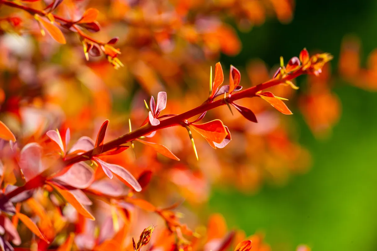 Decorative barberry. Adds beauty and color to any landscape Drought tolerant and low maintenance Can be used as a hedge.border.or focal point in gardens