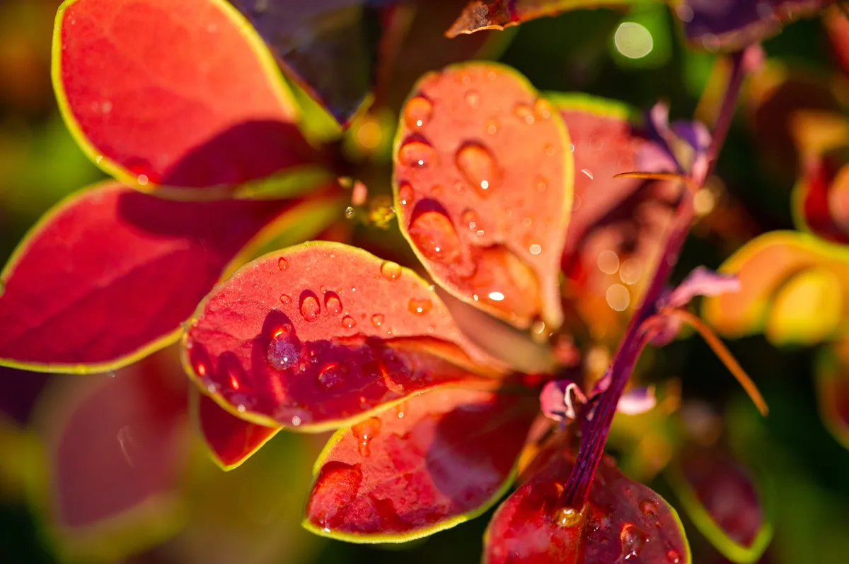 Decorative barberry. Adds color and texture to any garden or landscape Low maintenance plant that is pest and disease resistant. Ideal for hedges, borders or as a yard accent.