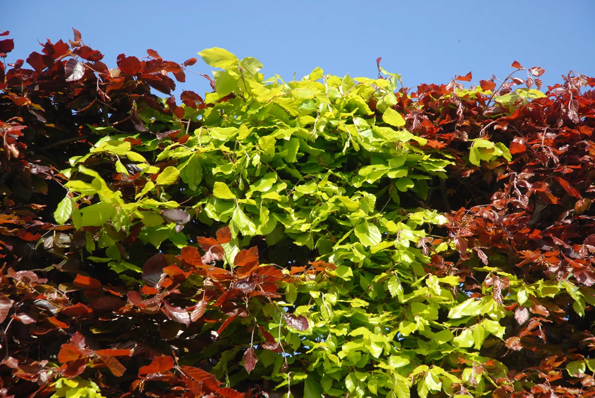 Beech hedge. European Beech, Fagus sylvatica and Purple Beech, Fagus sylvatica Atropurpurea