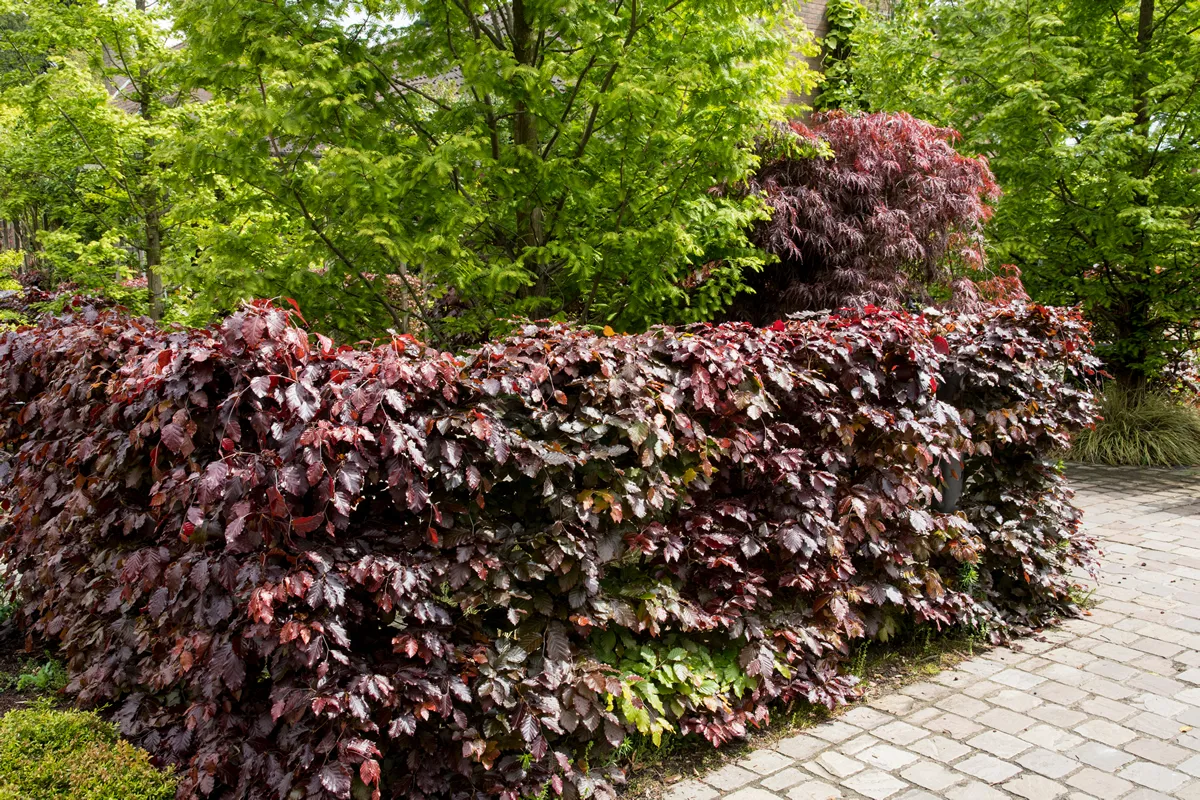 Hedge of the beech Fagus sylvatica 'Atropurpurea'