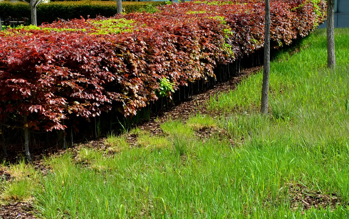hedge of red and green beech in combination with ornamental grasses. Lush green alternates with deep red foliage in early spring. view from the mountain and from the side in the park