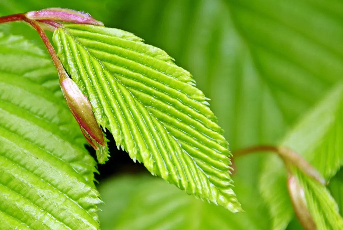 Close up of fresh green Beech hedge leaves in sunlight