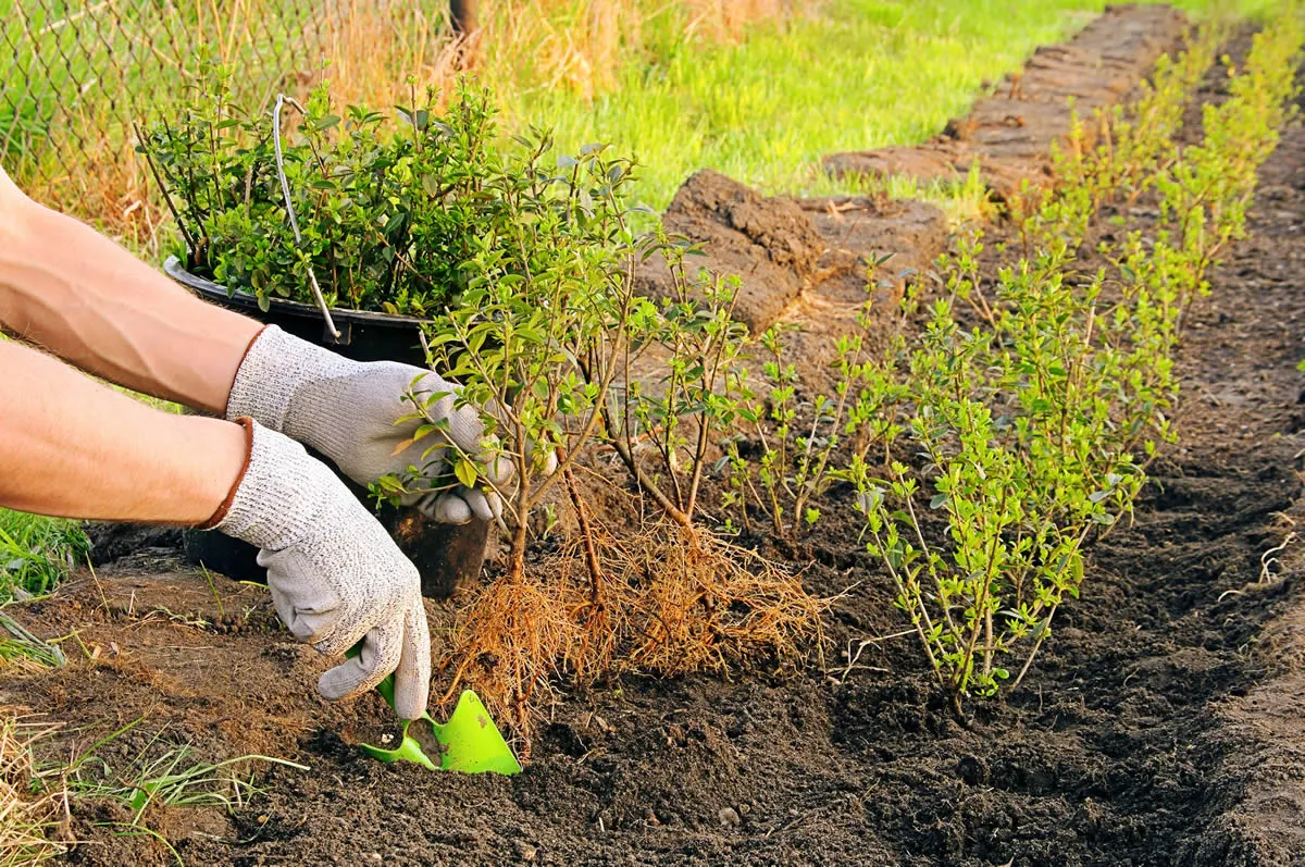 planting a hedge
