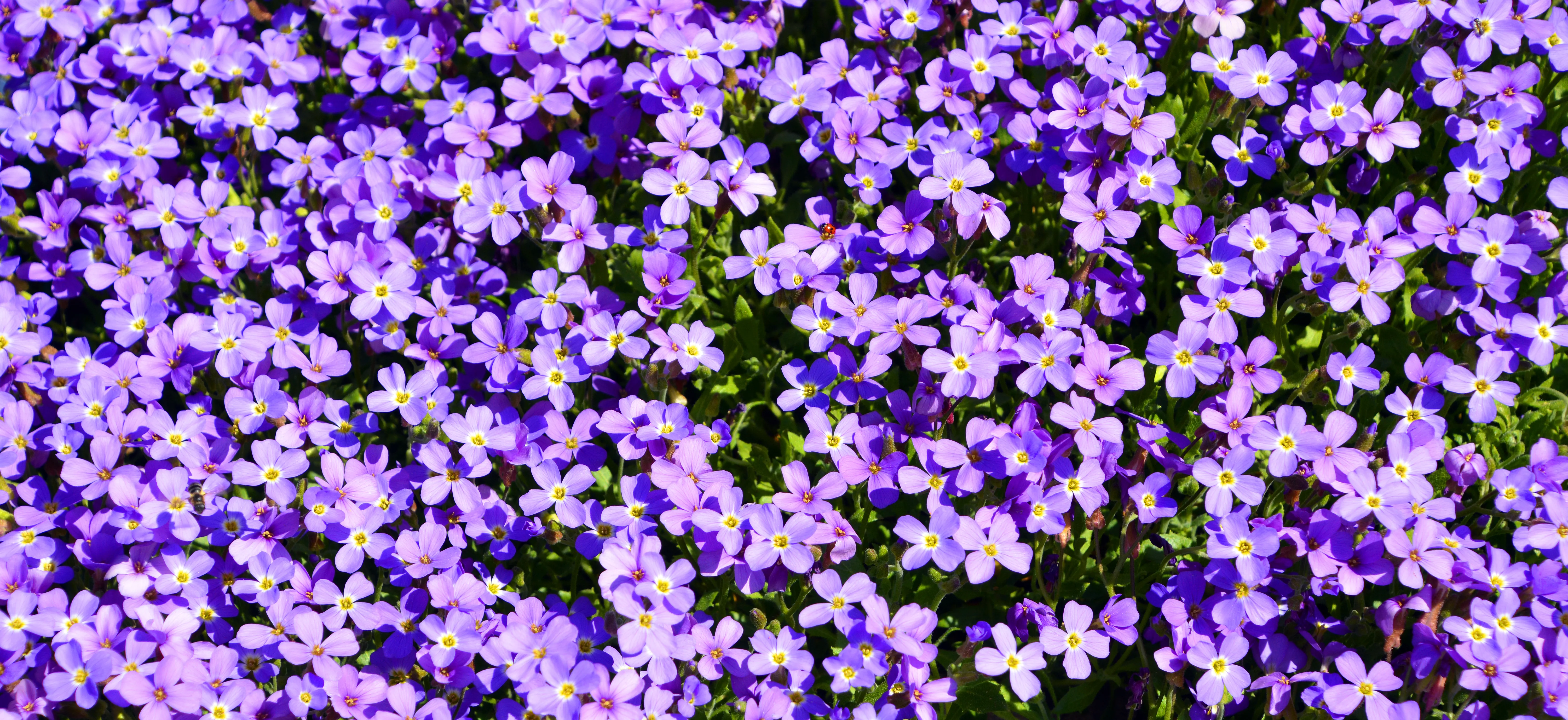 Butterfly Bush Hedge