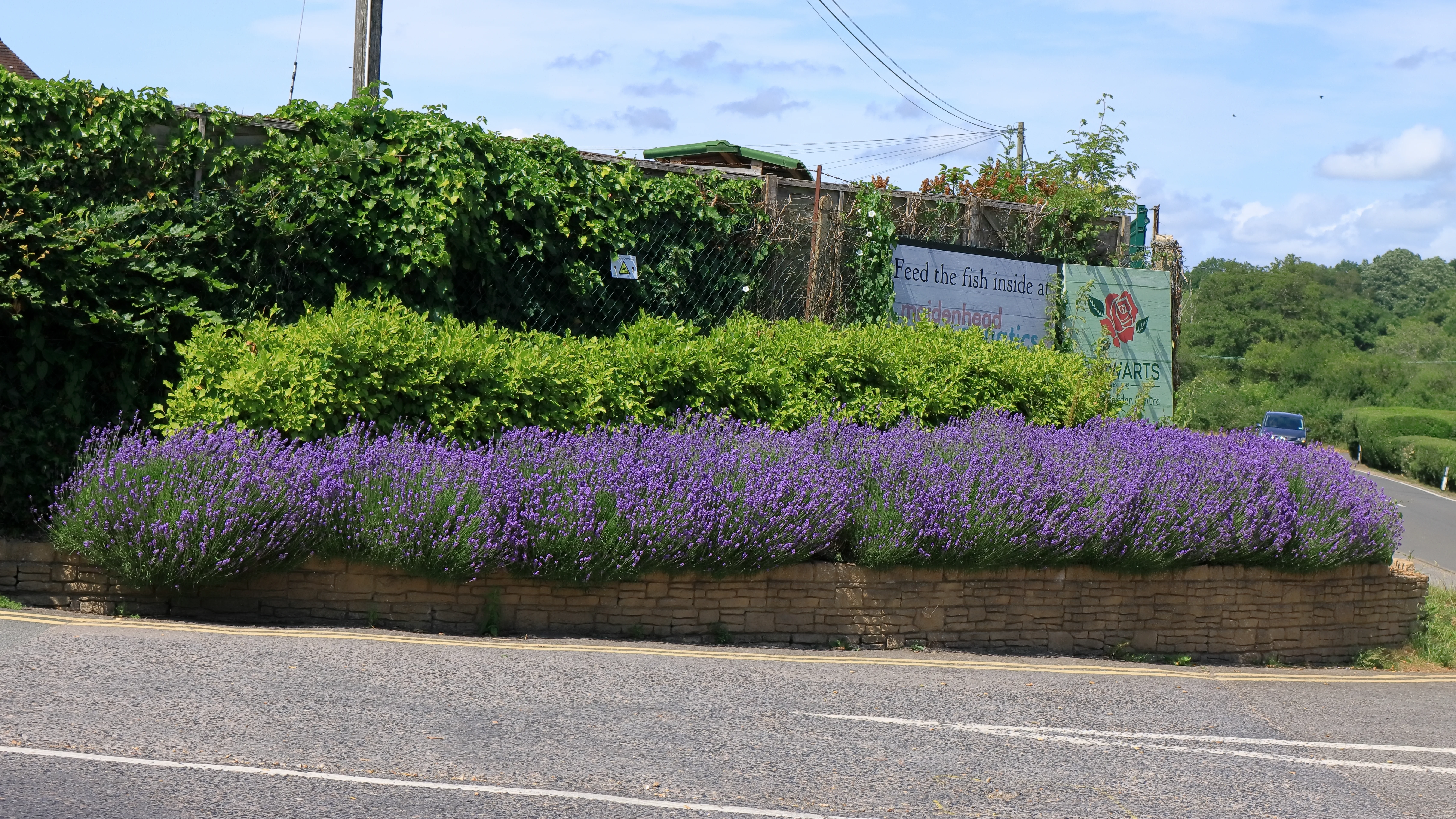 English Lavender Hedge