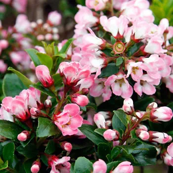 Escallonia Apple Blossom
