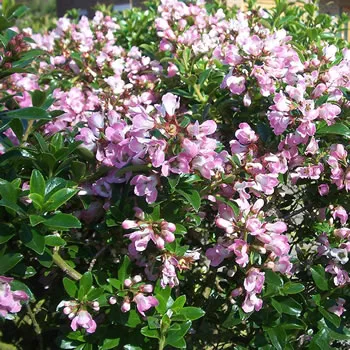 Escallonia Apple Blossom