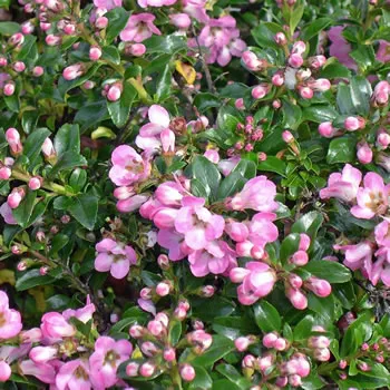Escallonia Apple Blossom