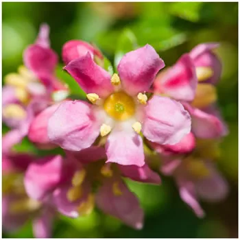 Escallonia Donard Radiance