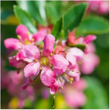 Escallonia Donard Radiance