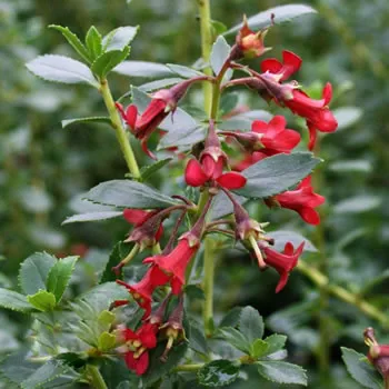 Escallonia Red Elf