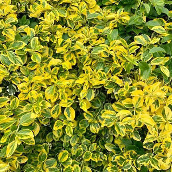 Euonymus Emerald