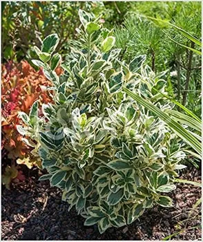 Euonymus Japonicus Bravo