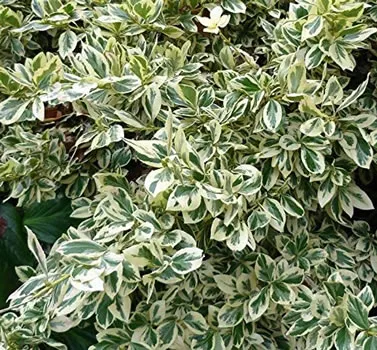 Euonymus Japonicus Bravo