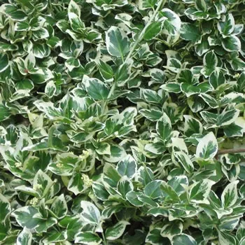 Euonymus fortunei Emerald Gaiety
