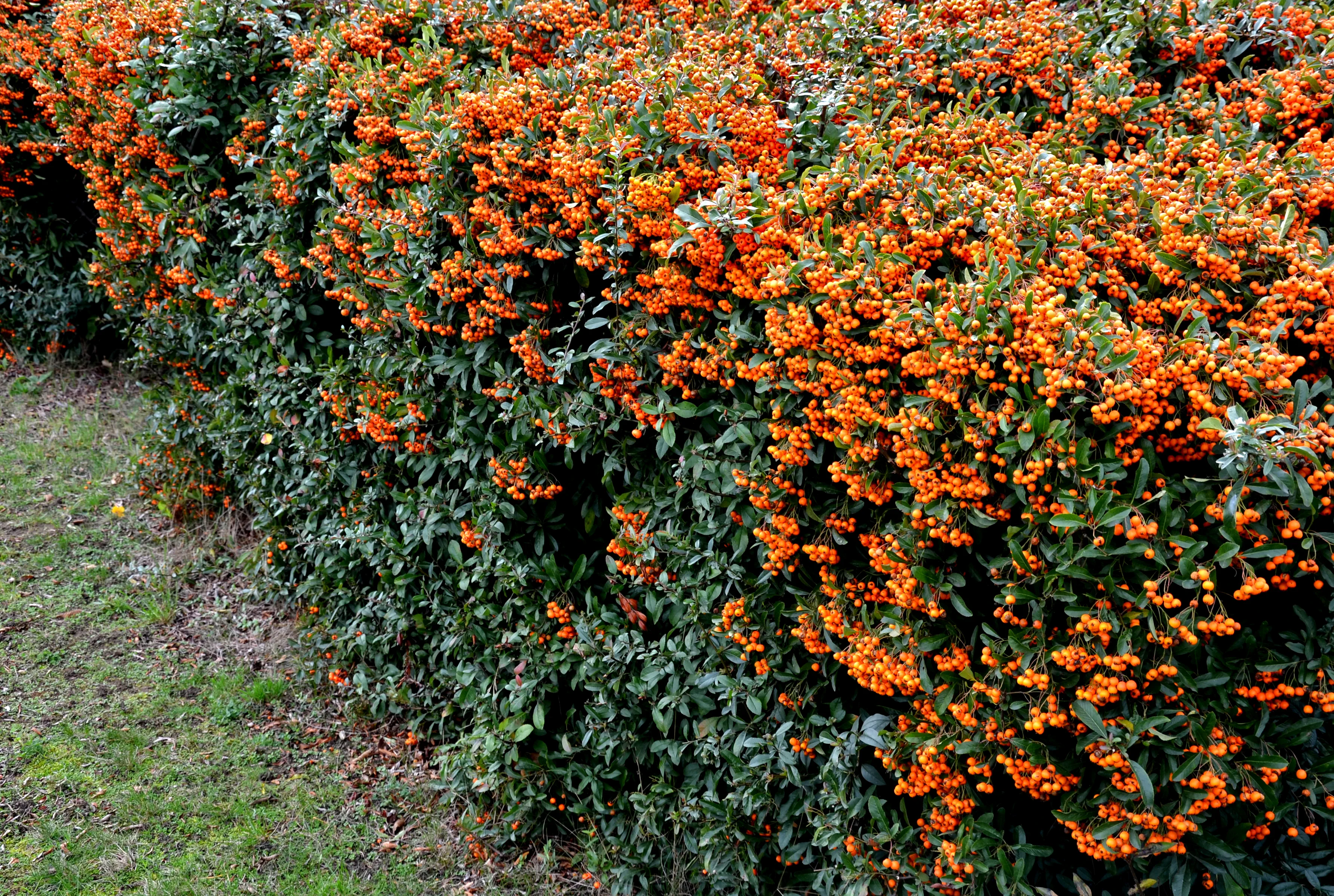 Firethorn Hedge