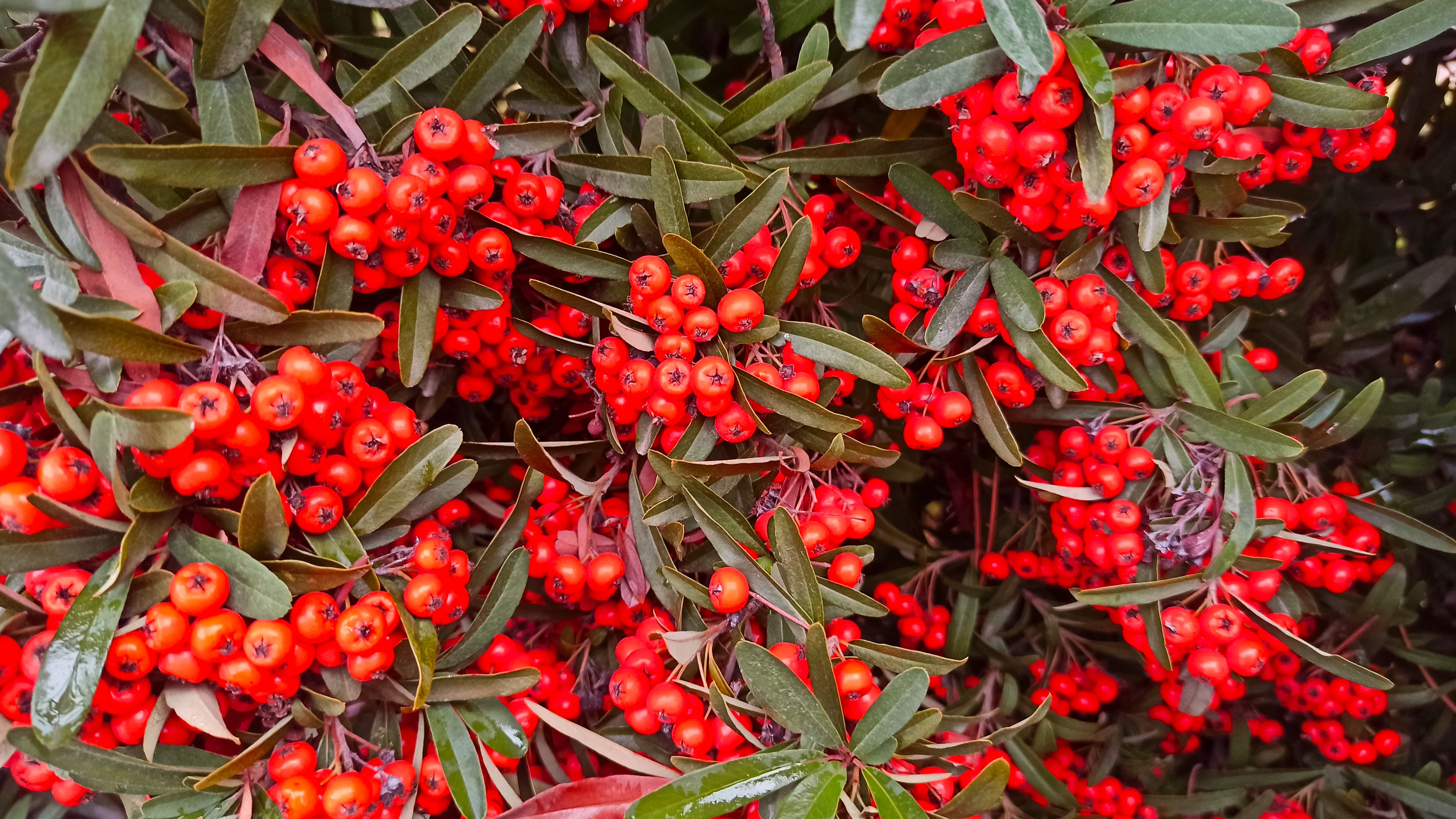 Pruning a Firethorn Hedge