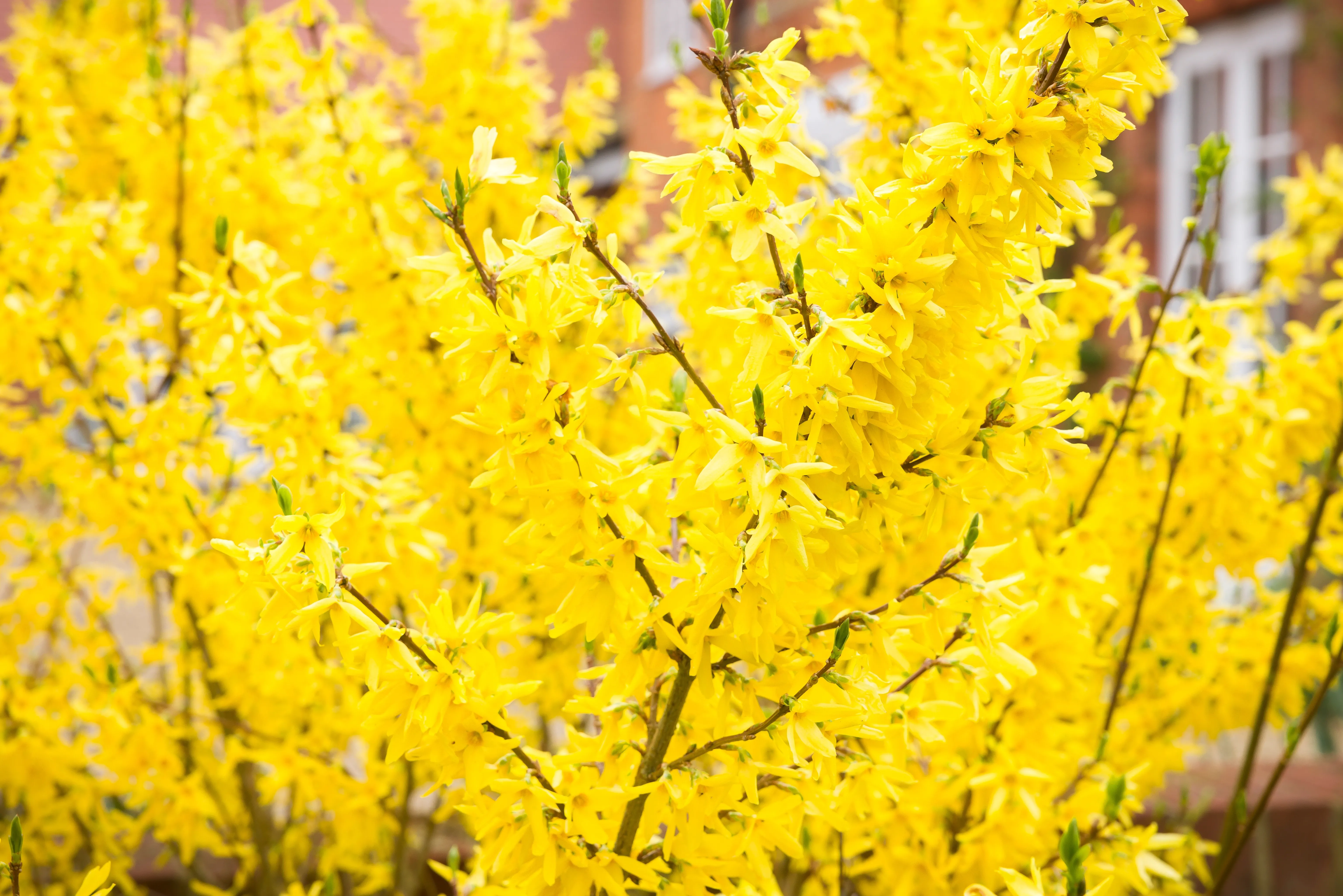 Pruning a Forsythia Hedge