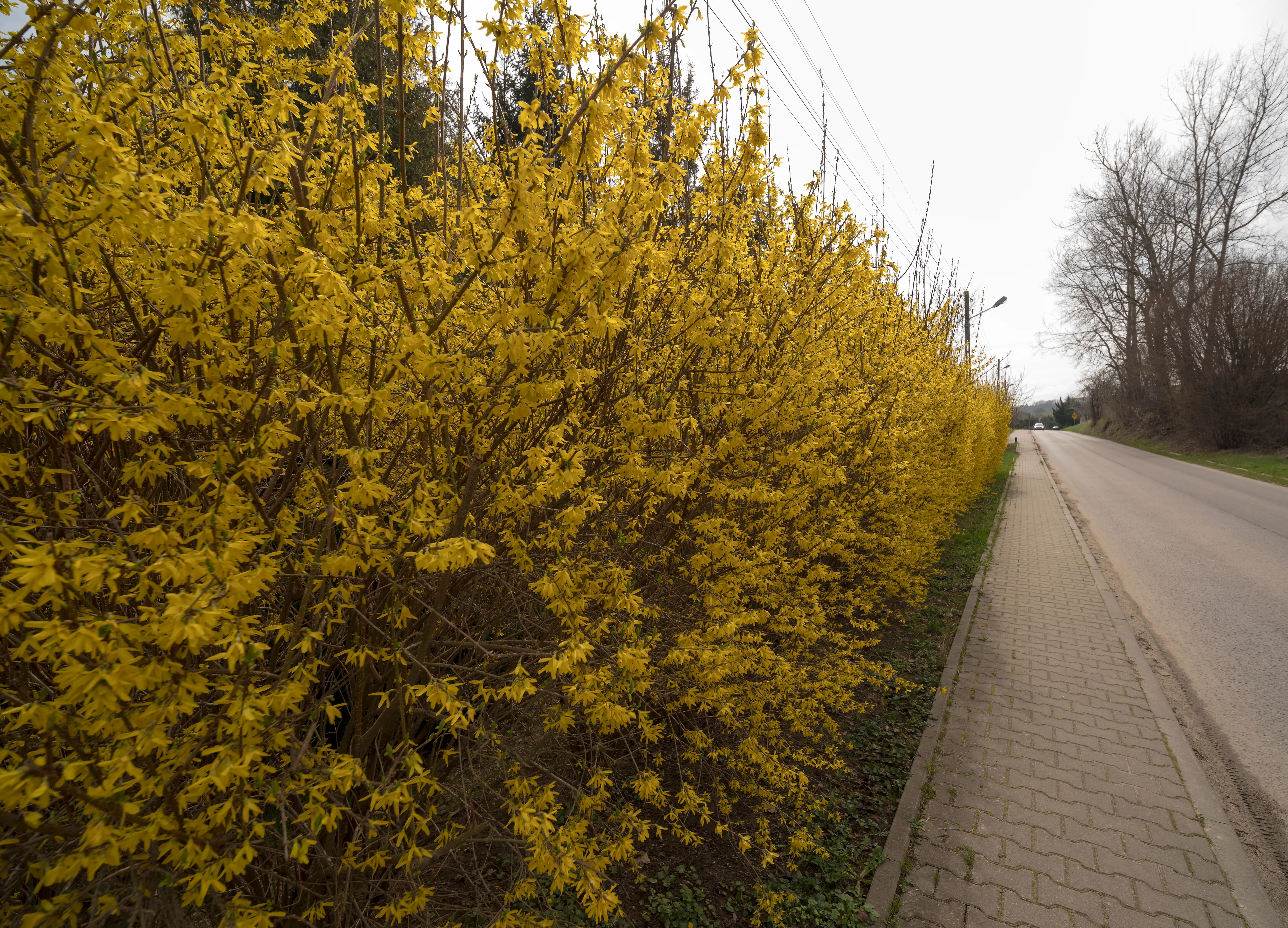 Forsythia Hedge