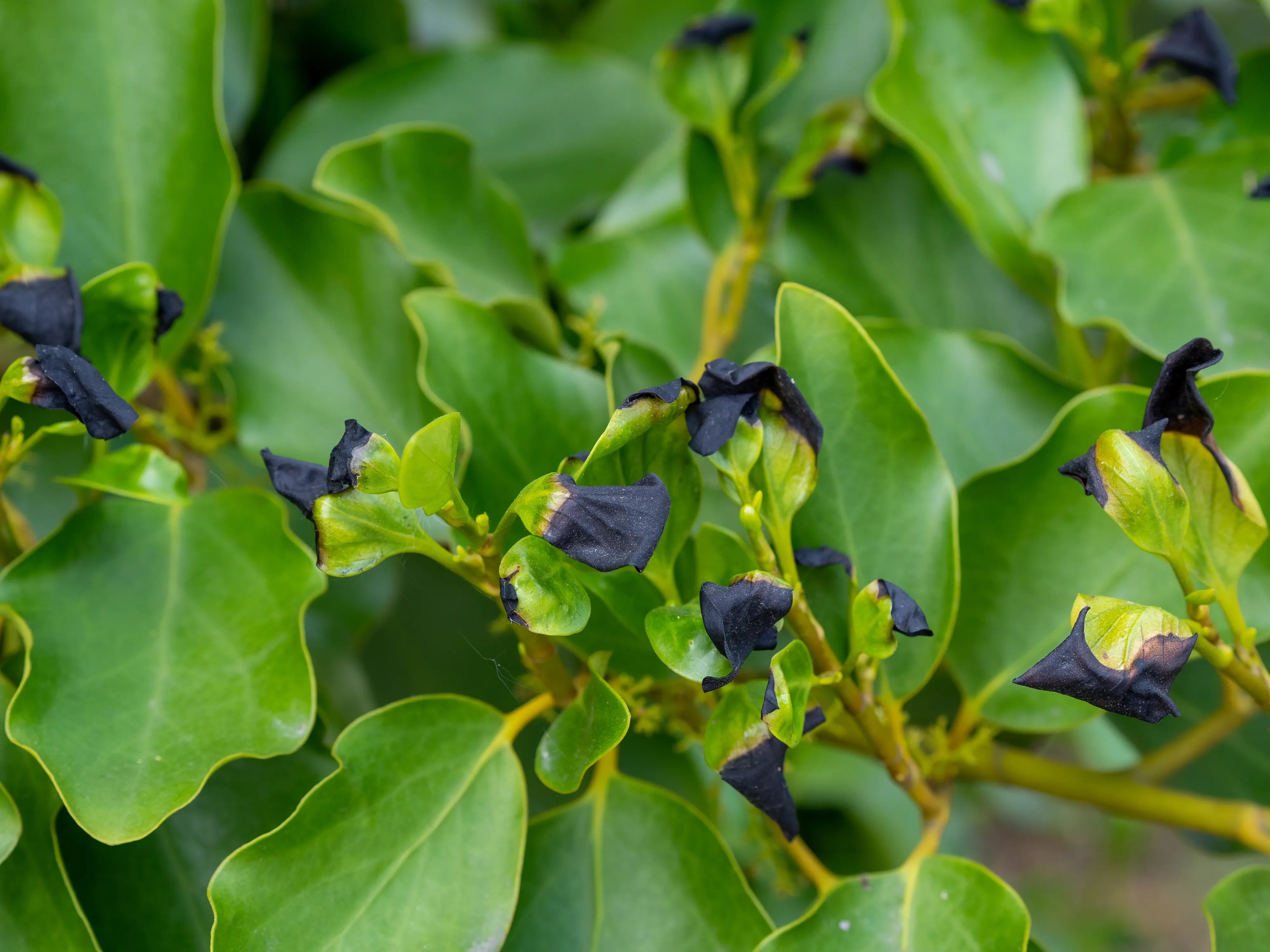 Pruning a Griselinia hedge
