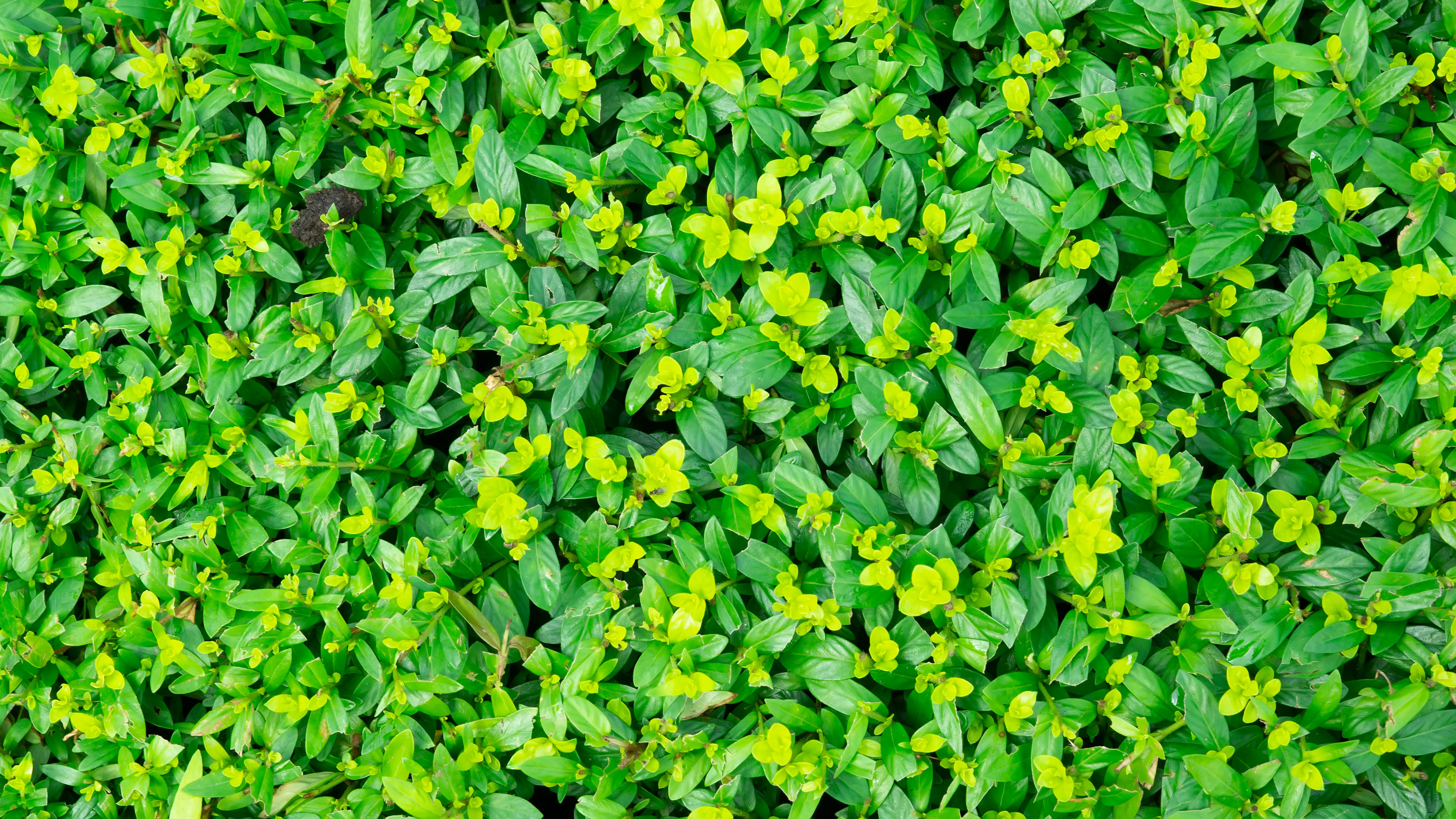 Griselinia Hedge
